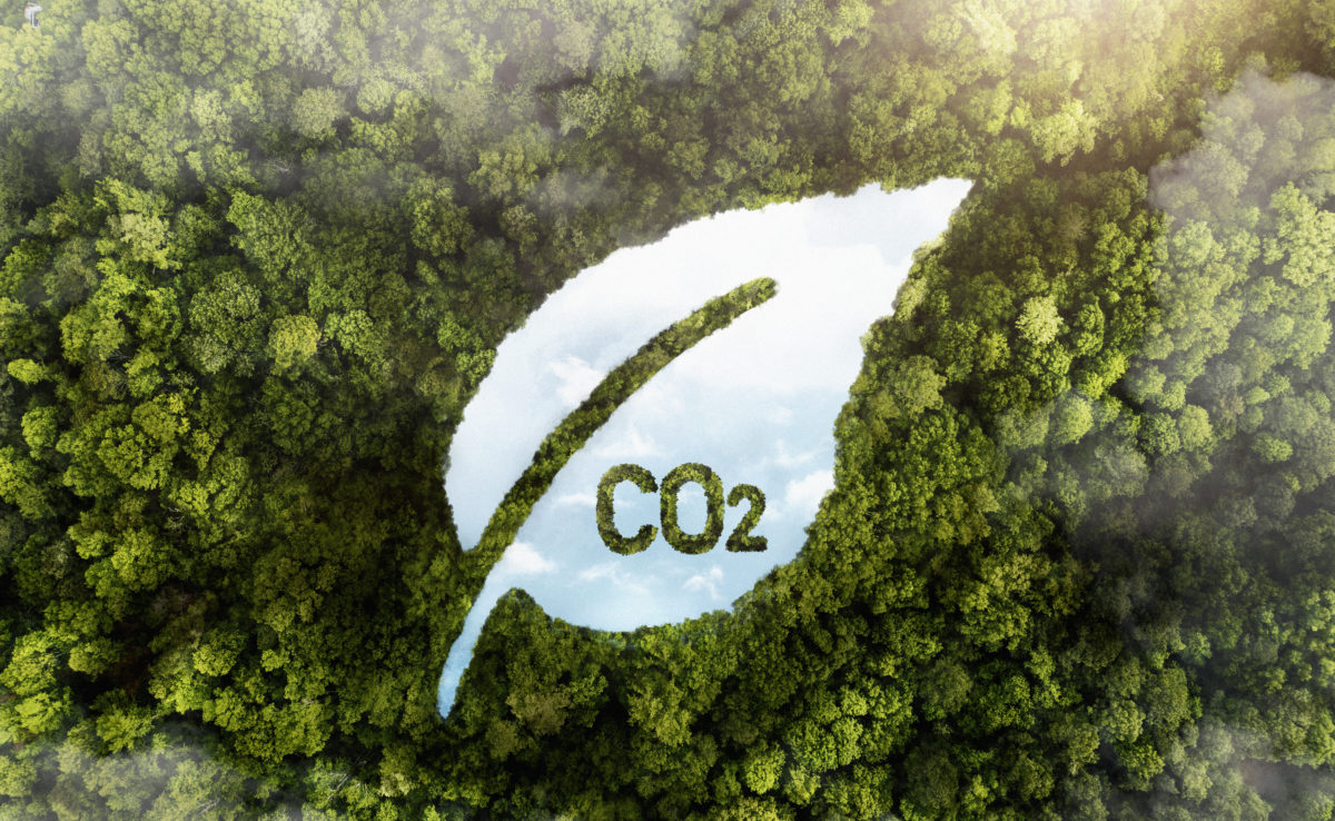 Une image d'une forêt avec une feuille portant l'inscription "CO2" a été demandée.